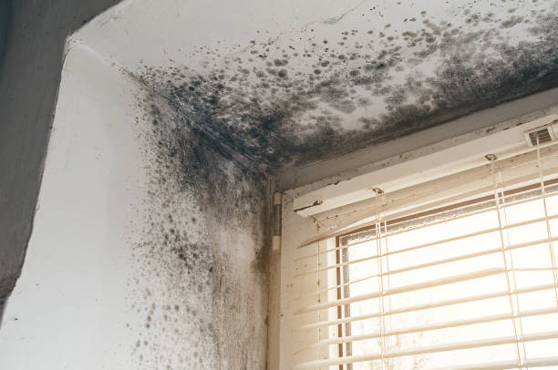 Affordable Mold Cleanup solutions in Westfield, NJ